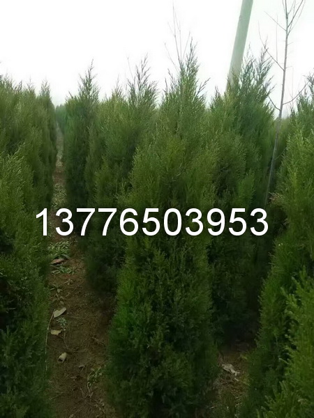 ����_1.5��1.8��2�׼۸��Ǯ