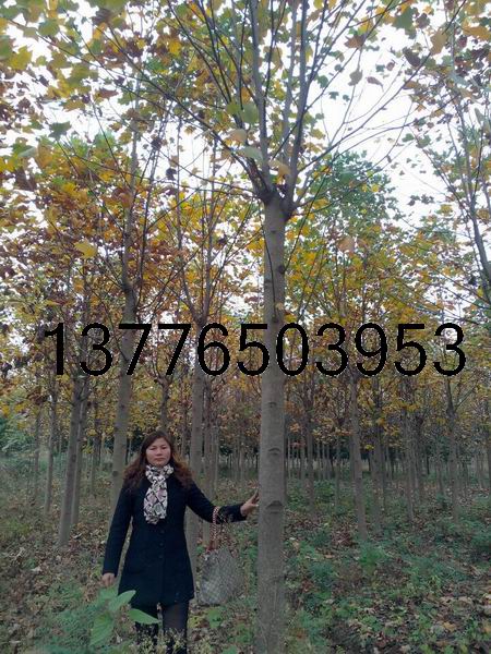 ����ľ8���֡�15���ּ۸����Ǯһ��