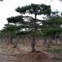 �졢�ͺ��ɼ۸��졢�ͺ���ͼƬ