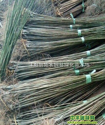 80���ֺ�÷С��۸�1�׸߶Ⱥ�÷С��۸�1��2�߶ȼ۸�