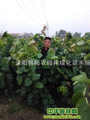 沭阳县拓农园林绿化苗木场