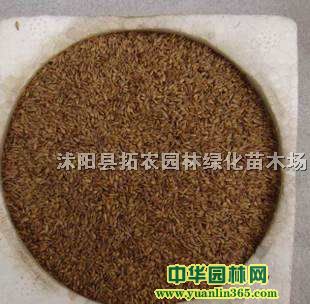 沭阳县拓农园林绿化苗木场