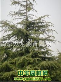 ѩ�ɡ�������������������Ҷʯ骡���ҶŮ�ꡢ�������������ޱ��