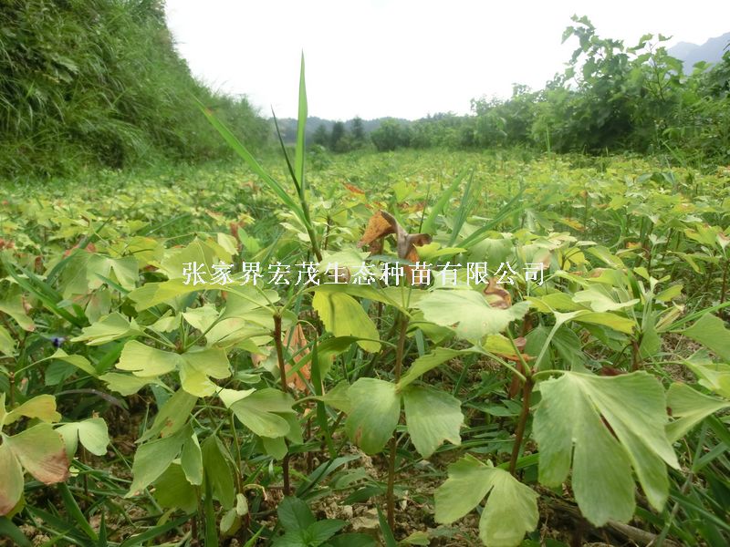 ����С�硢����С��