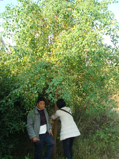 ��Ҷ���ҶŮ�ꡢ�𻨡����������Ƿ����ľ