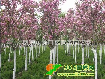 ��ӣ�۸�2025��ӣ�����۸�
