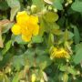 ��˿÷�̻���