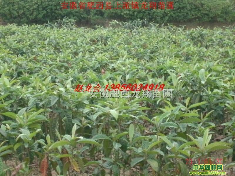 ����С�硢���С�硢�ϻ�С�硢����С�硢��Ҷ��С�硢����С��