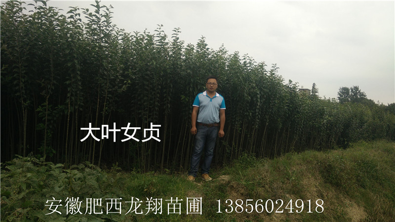 ��ҶŮ��С�硢����С�硢���Ƿ�С�硢ľ��С��