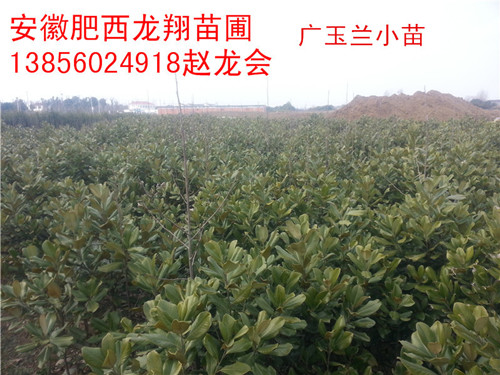 ������С�硢��ޱС�硢ë���硢����С�硢���С�硢�ϻ�С��