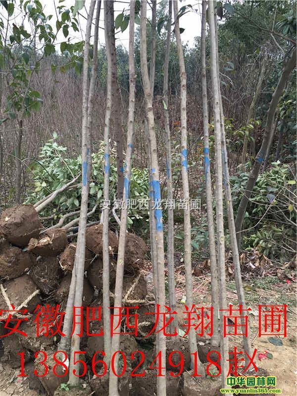 ��ҶŮ��С�硢����С�硢������С�硢����С��