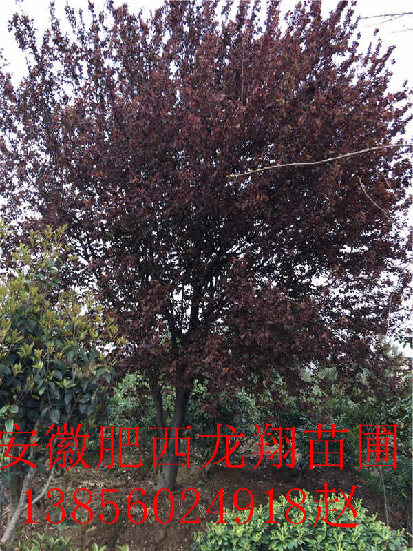��Ҷ���ޱ���𻨡�ˮɼ