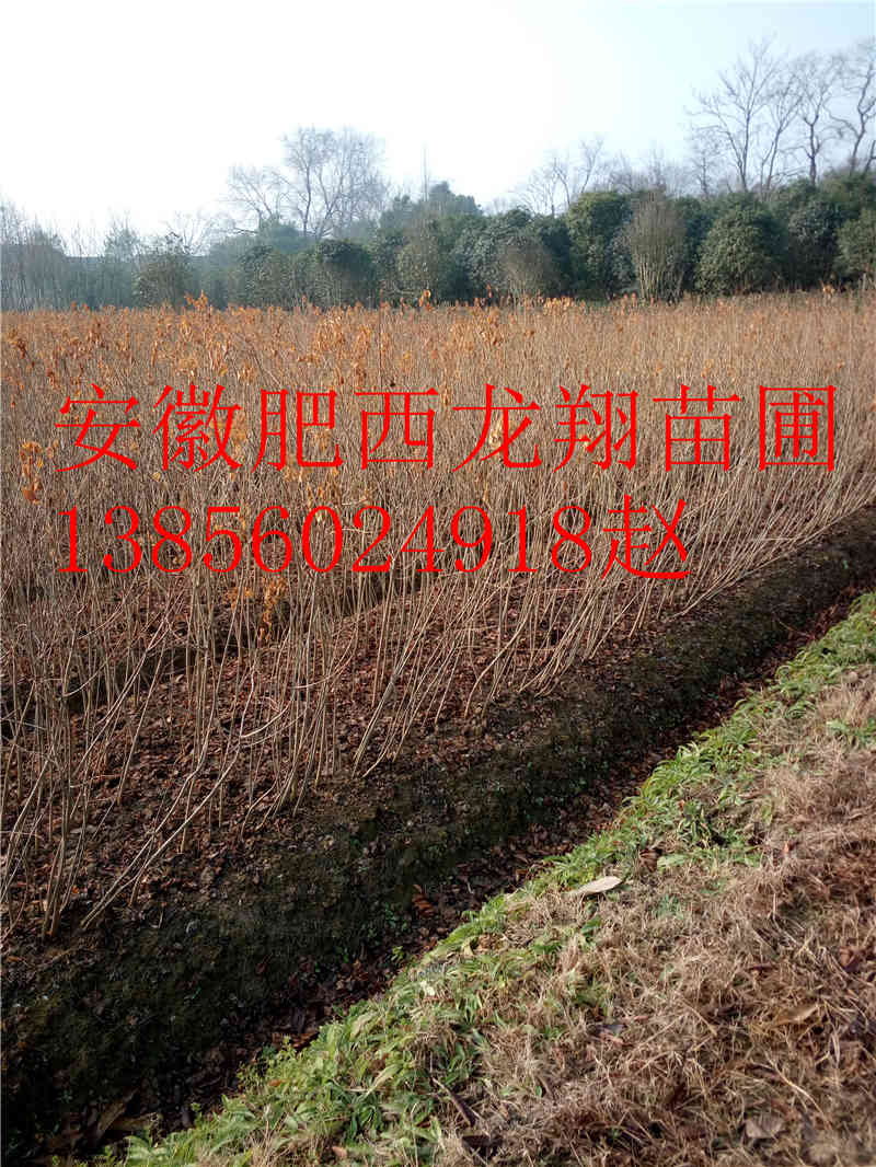 ����С�硢����С�硢���С�硢������С��