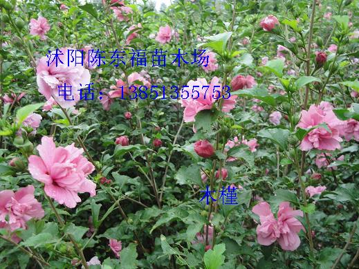 ����ľ��3��֧150cm��