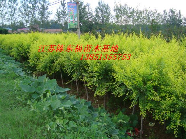 ����h50cm