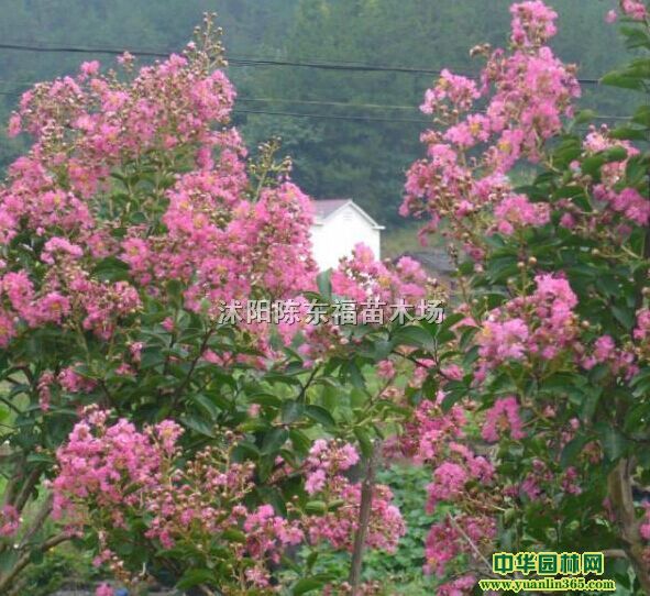 ��ޱ����Ҷ��𻨡���Ҷ÷��ľ��