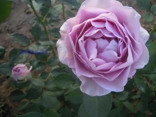 ��˹̹���¼��������¼���ŷ���¼�