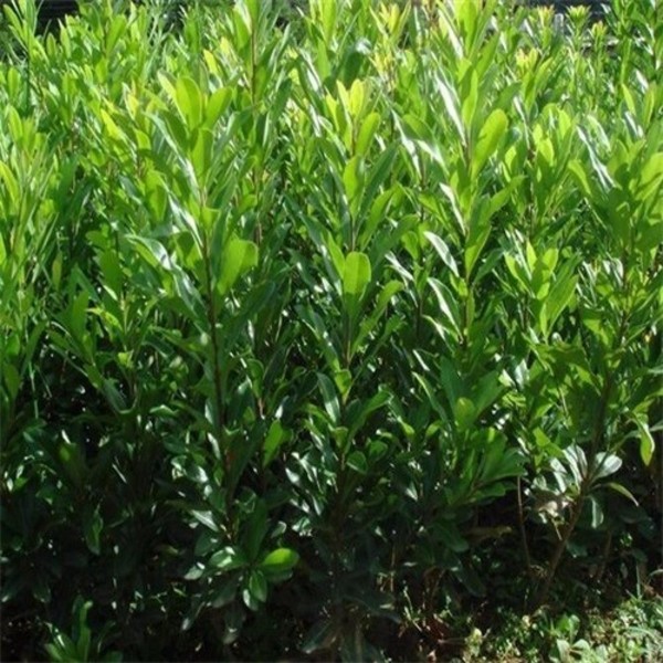 �޽���÷��10���ָ�