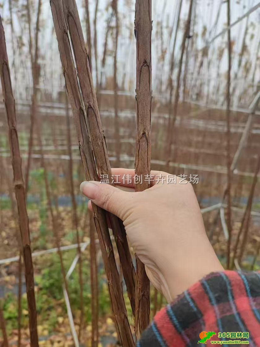 3������ޱ�����硢�컨��ޱ������ޱ����