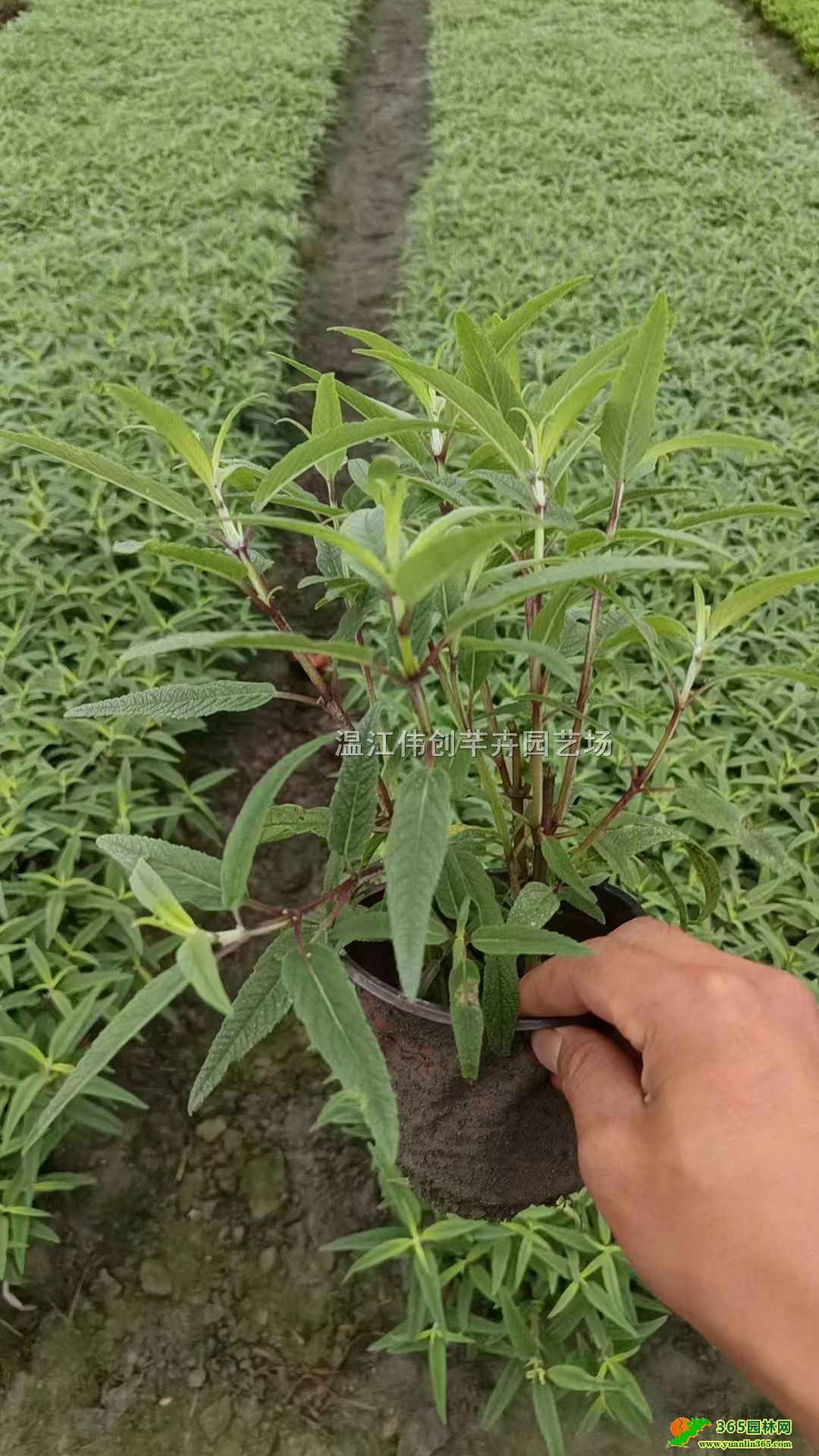�ɶ�ī������β����������