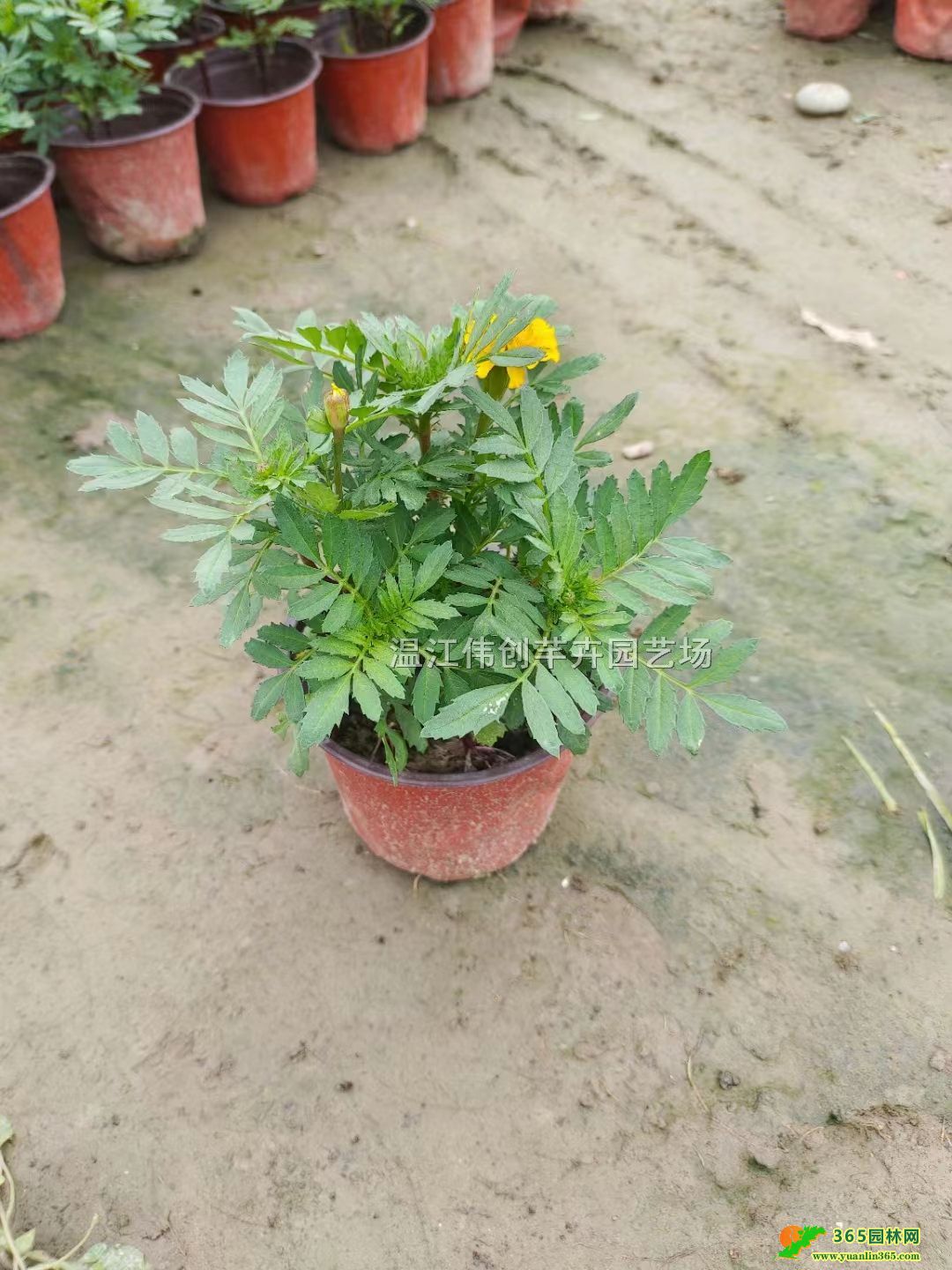 ��ȸ�ݻ��ء���ȸ�ݱ�������0.4Ԫ