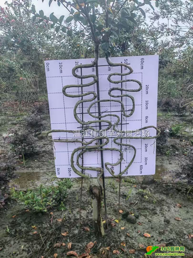 ��ޱ���ء���ޱ��»��ϲ����