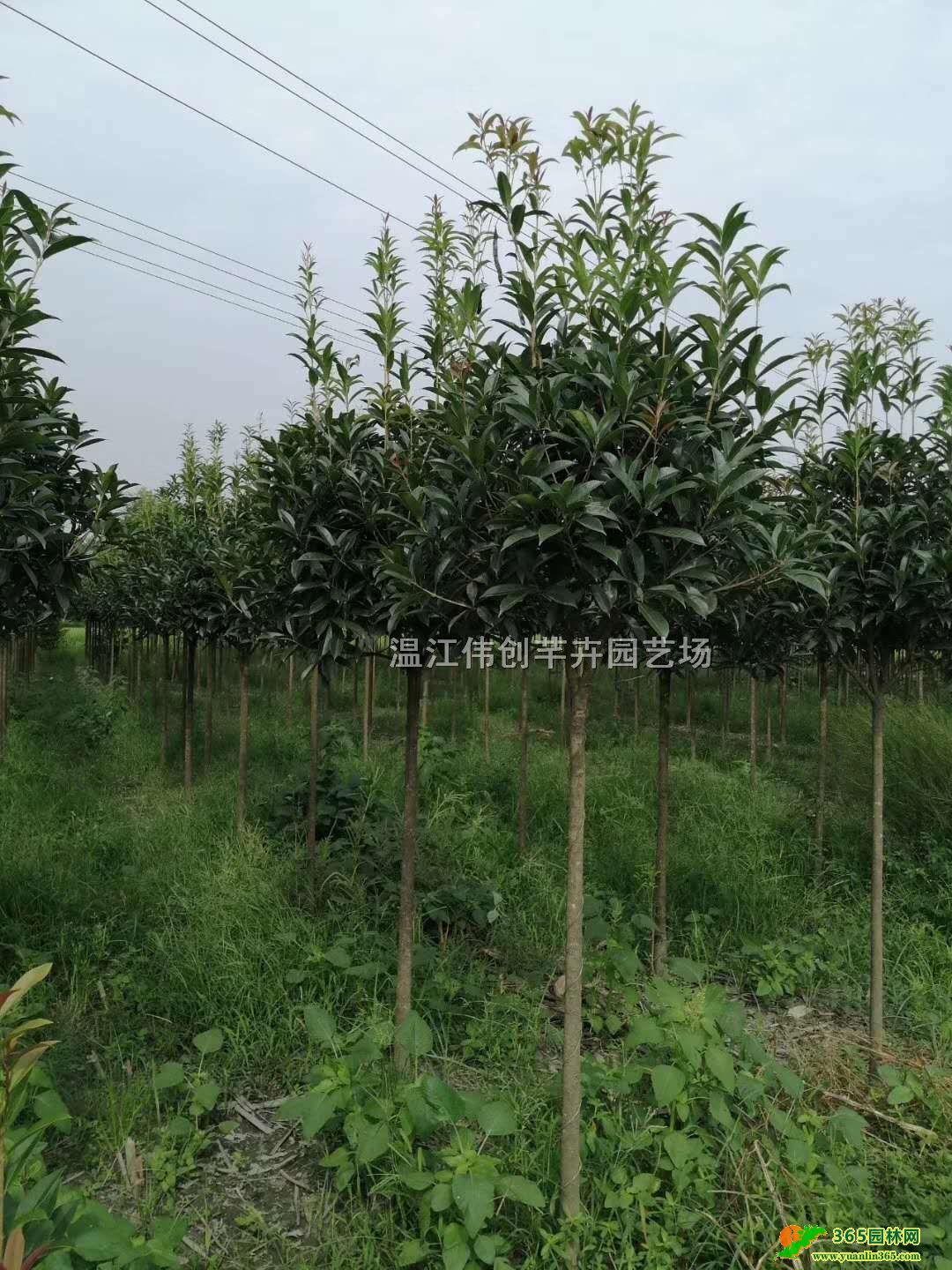 1.5����ɰ��С�硢���硢��С����