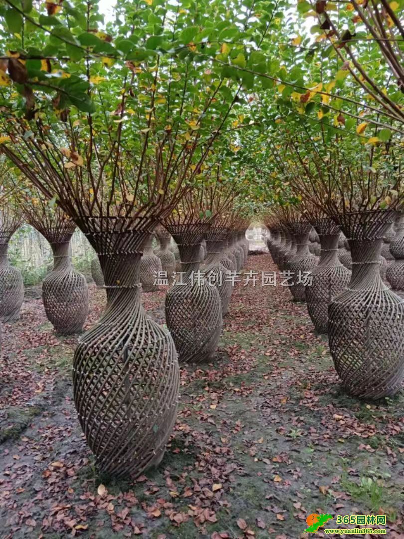 ������ޱ��ƿ������������ޱ��ƿ����