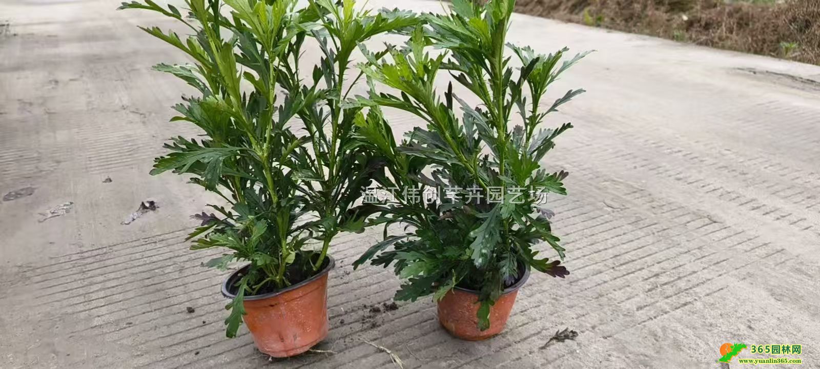 �ɶ�ľ���մ�������14˫ɫ��ľ���ռ۸�
