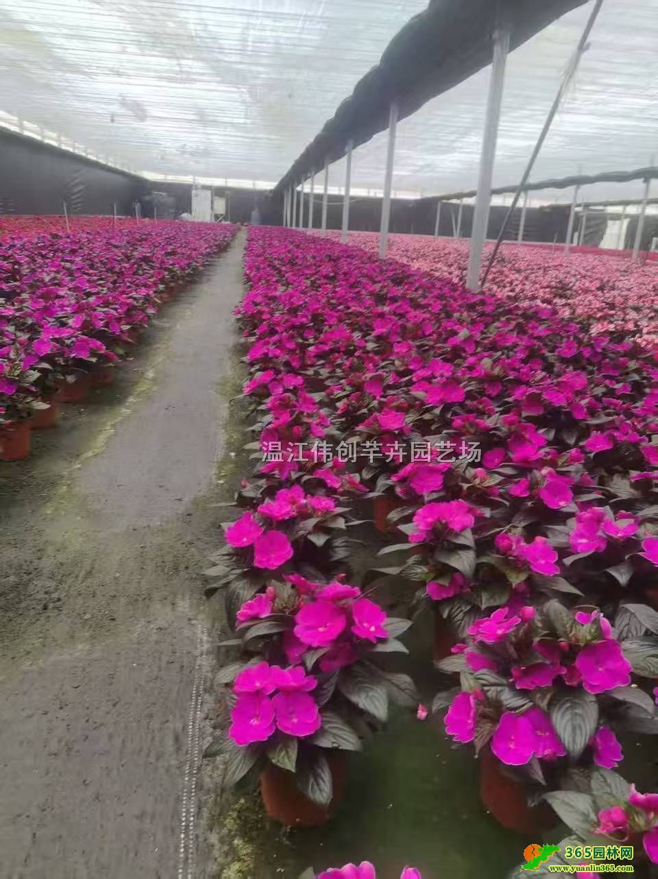 ���ɻ���Ʒ�硢���ɻ���������ֲ����