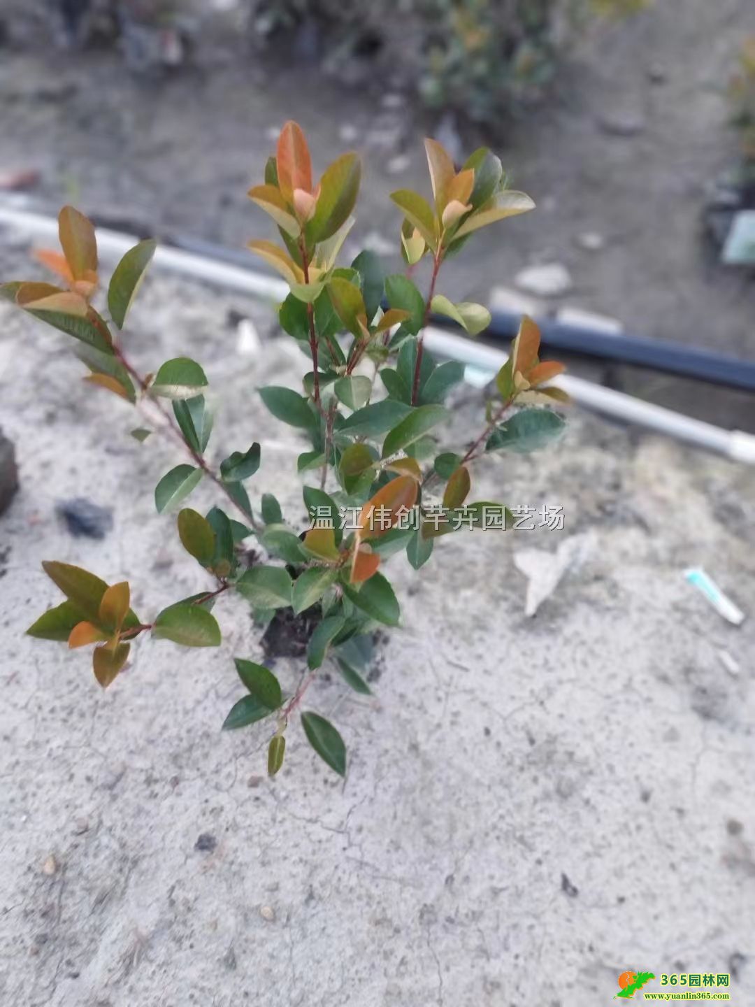 16����Ҷʯ骡�12����Ҷʯ骡���Ҷʯ骹�����