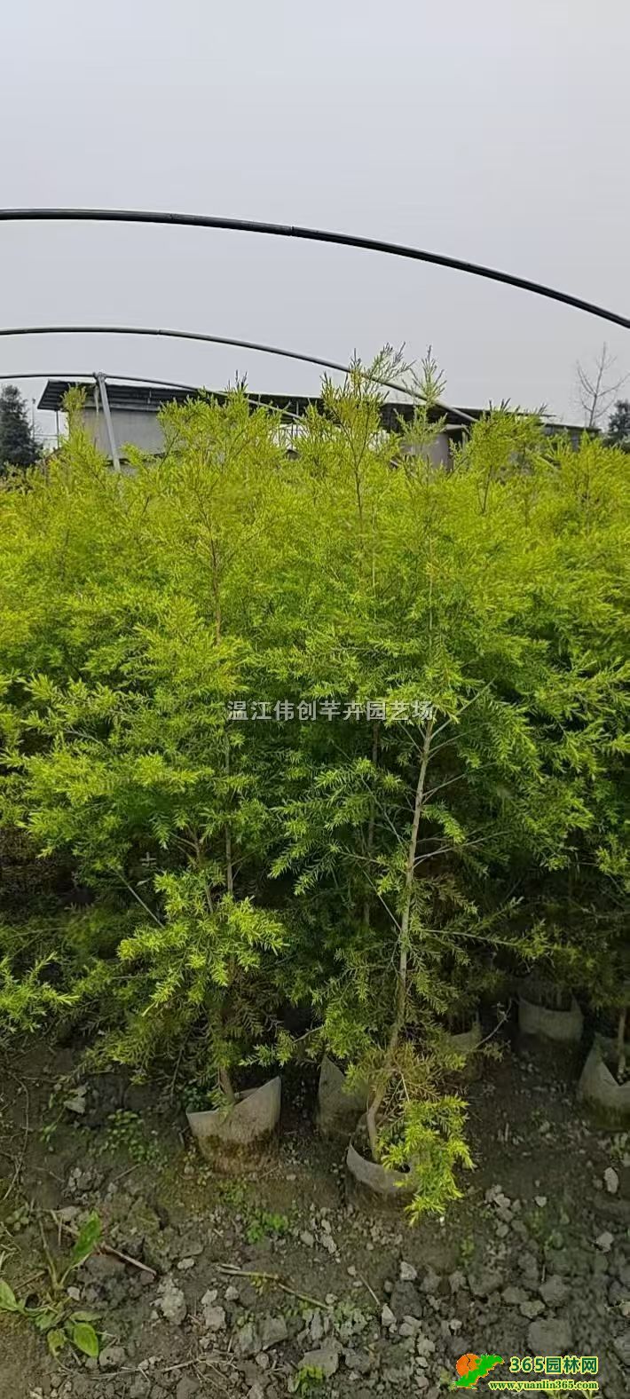 �Ĵ�ǧ�����ֲ��������ֱ��