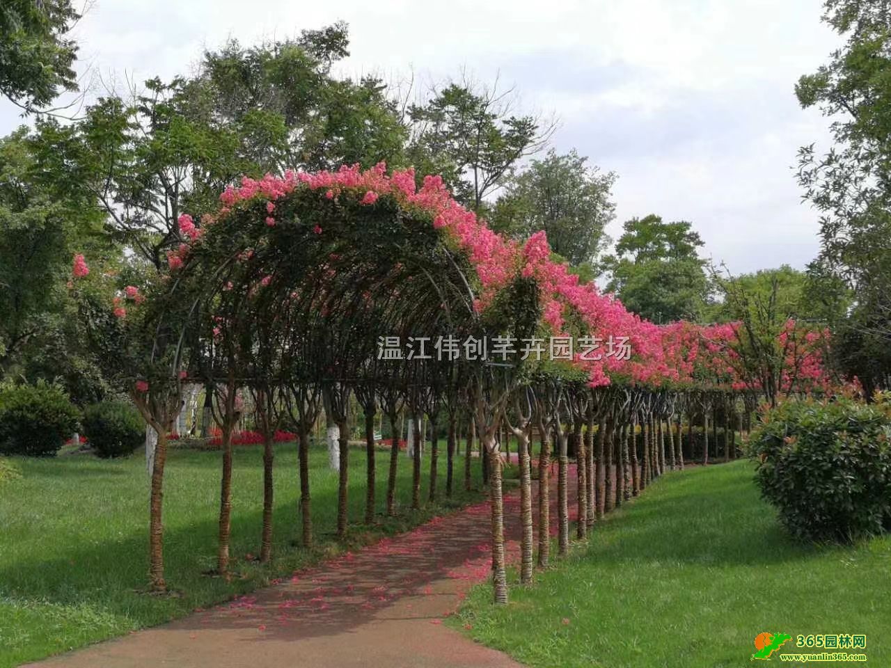 7���ִ���ޱ�����ߵ����ȡ�ֲ���֯���ȳ�������ʩ��