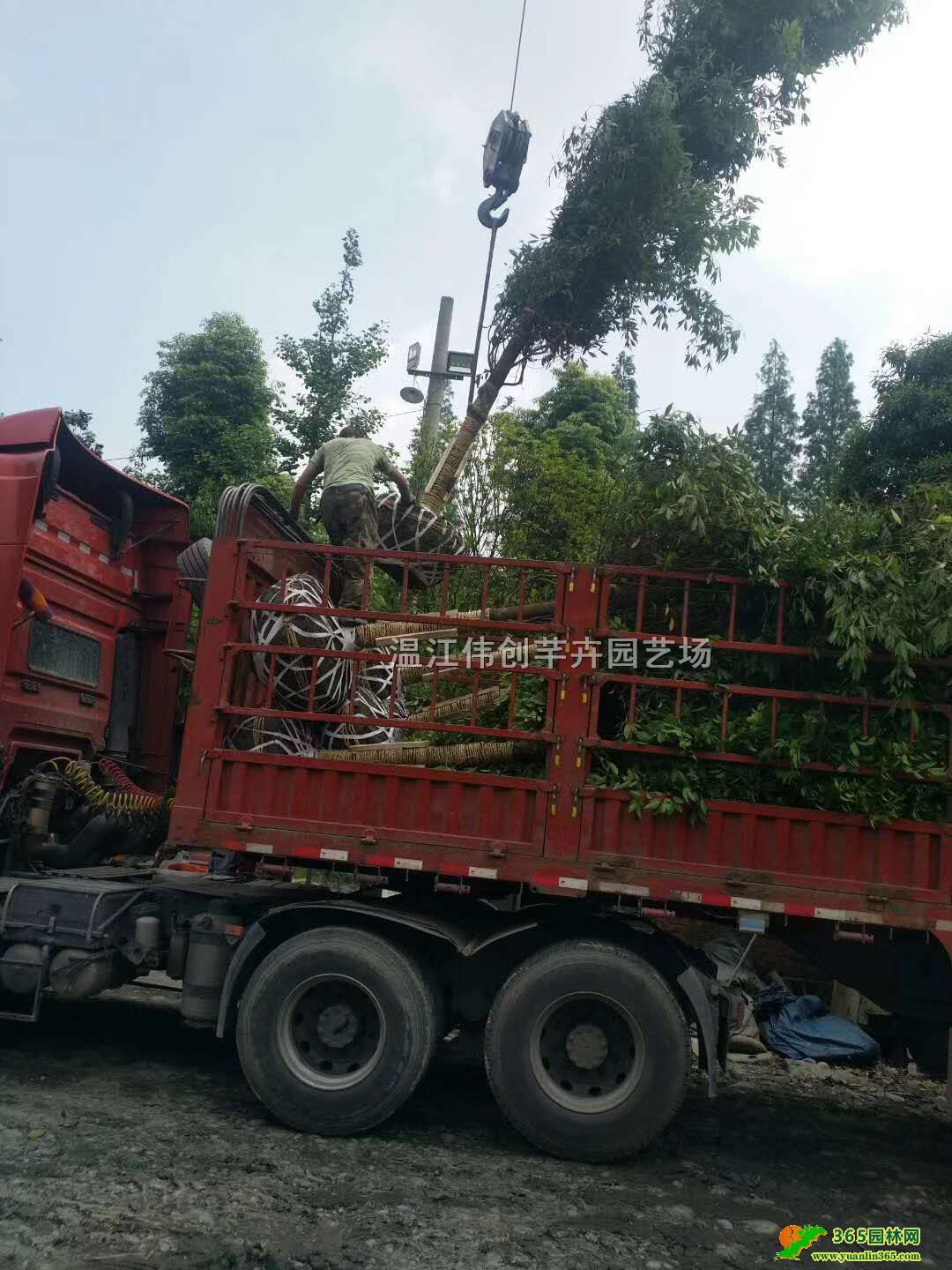 ��˿�ľ�����硢10����СҶ��骼۸�
