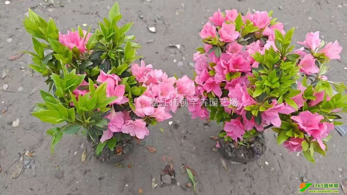 �ž���ء��ž���硢�ž�ë������