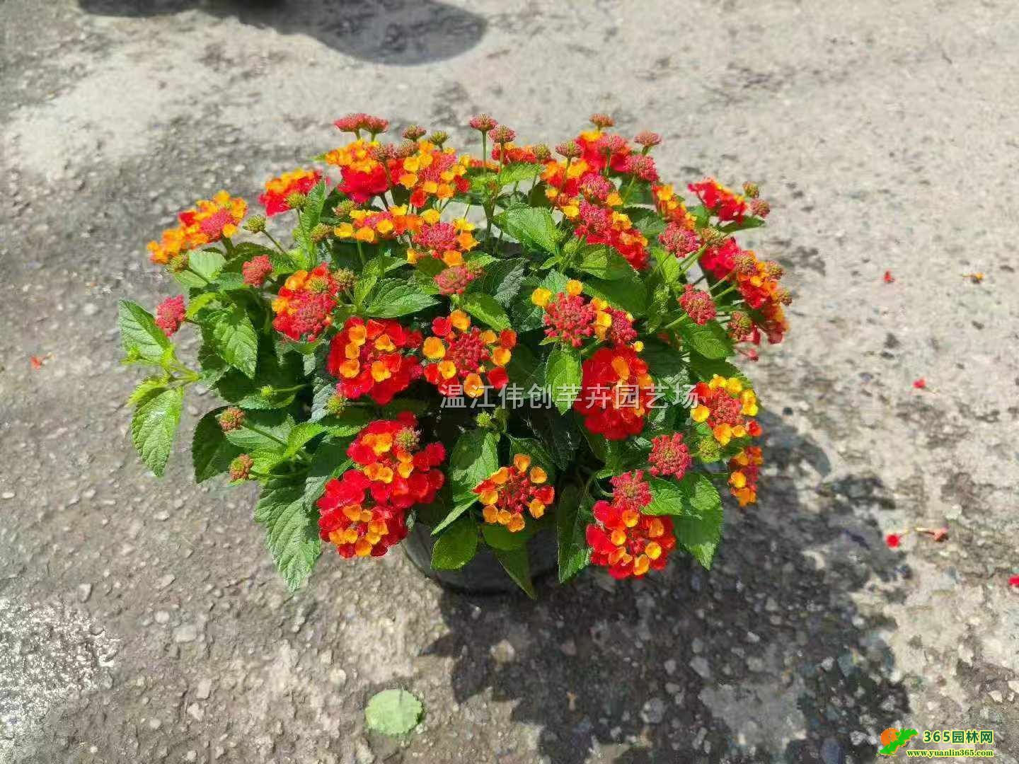 �����辫Ʒ��ɫ÷�����硢���ڳ���ɫ�޹�԰ͥԺ�̻��������ֱ��