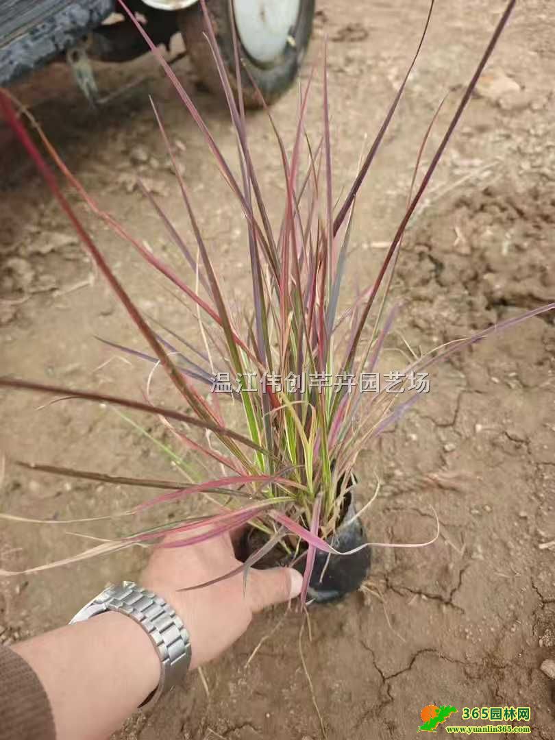 ������β�ݹ�Ӧ��15��������β����ֲ��