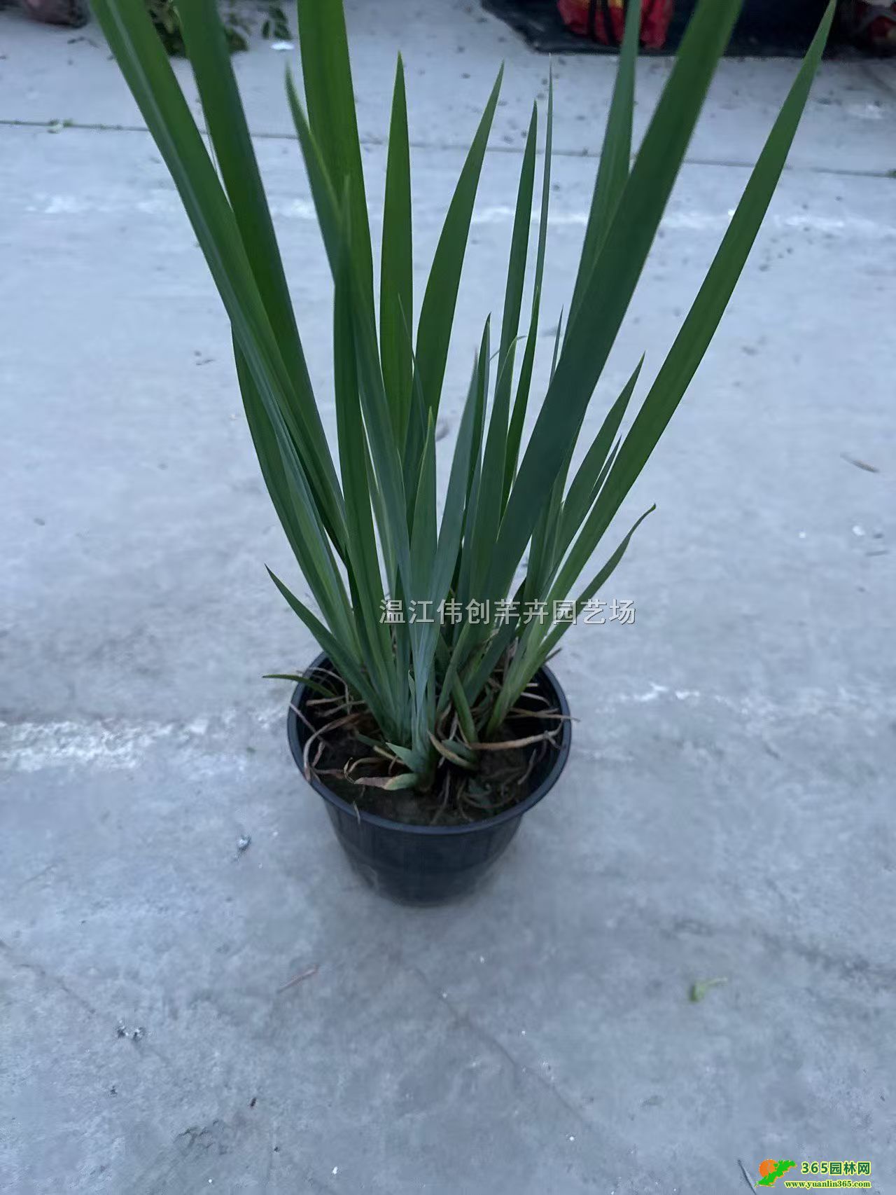 �ƻ��β�������ѣ��������������ƻ��β���繩Ӧ
