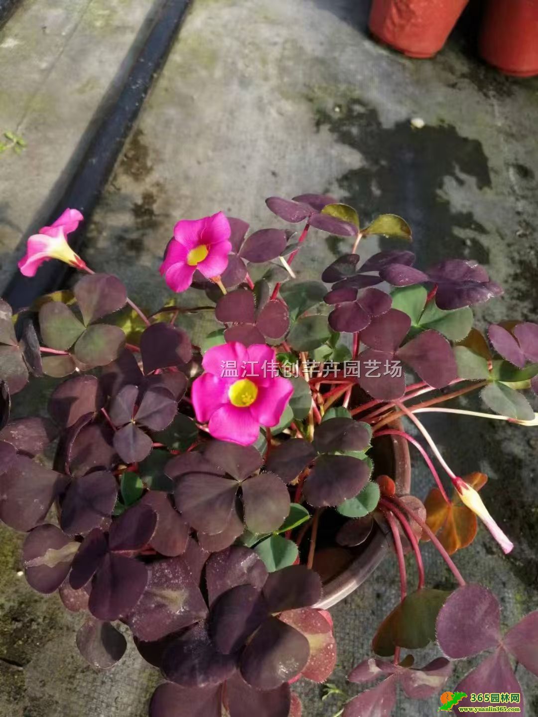 �Ĵ���ܽ������������