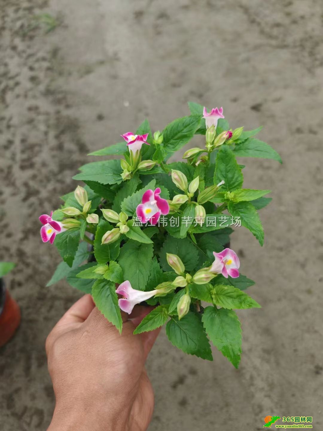 ��誱���15���֡��ɶ������ֲ��������