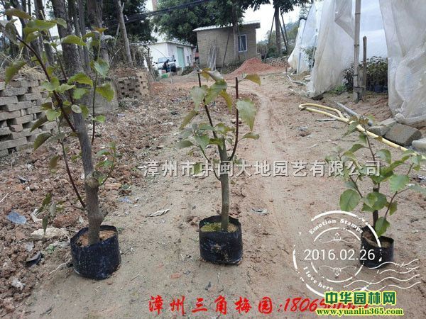 ���ڡ�����÷�硢���硢���ԡ�Ҷ�ӻ�