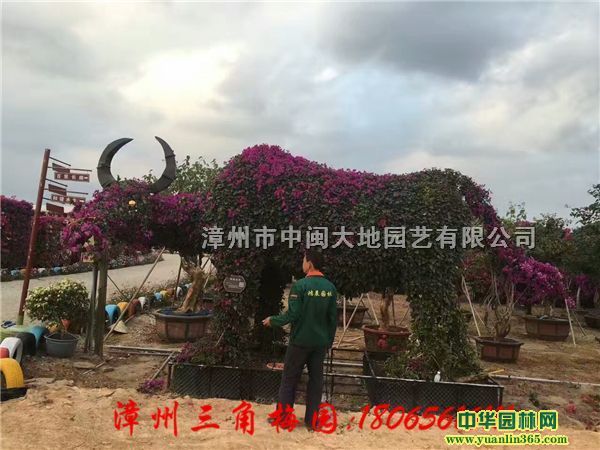 ��������÷��Ҷ�ӻ�������÷��������������÷