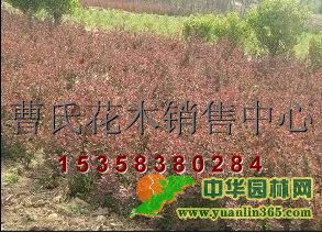 ��ҶС��,��ҶС�ޣ���ҶС����