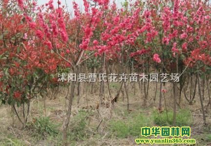 ���ӡ���������ͩ����Ҷ�ҡ���Ҷ��������