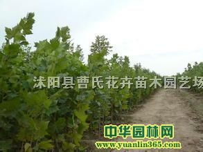��ͩС�硢��100-300��ͩ����