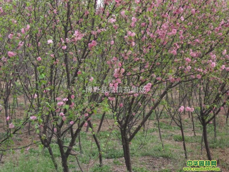 ��Ҷ÷��������Ҷ÷С�硢��Ҷ÷�۸񡢺ӱ���Ҷ÷