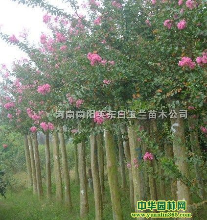 ��Ӧ�������������������𻨡���ޱ�����������ӡ�����ľ��Ů�ꡢ