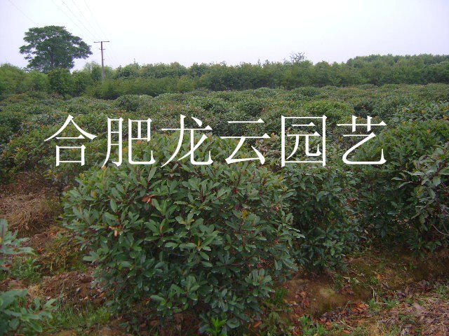 ����ʯ骡���Ҷ���ҶŮ�ꡢ��������ޱ��������