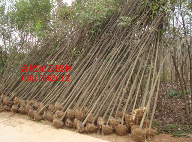 ���պϷʴ�ҶŮ�ꡢ��Ҷ�������ӣ�����������𻨡���ޱ