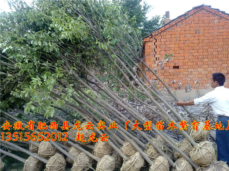 ���մ�ҶŮ�ꡢ��Ҷ�������ʯ骡����ꡢ��ޱ